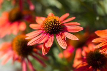 echinacea - coneflowers in the garden - soft focus