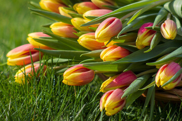 Colorful fresh tulips in wicker basket in the garden