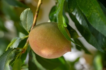 close up of a peach growing on a tree