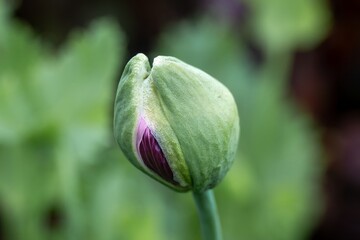 close up of a pretty pink poppy flower bud