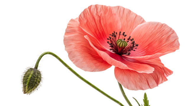  Poland corn poppy  papaver rhoeas  isolated on white background PNG. AI GENERATED