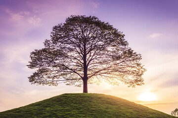 Obraz premium Tree on hill beneath pastel sky