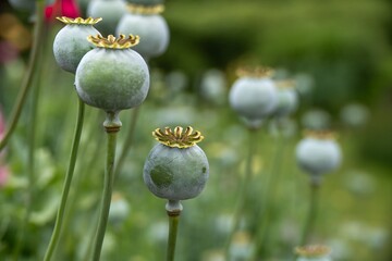 poppy seed heads with a blurred green background