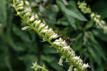 buff tailed bumbe bee collecting pollen from soft yellow trumpet shaped flowers of straw foxglove digitalis lutea © Penny