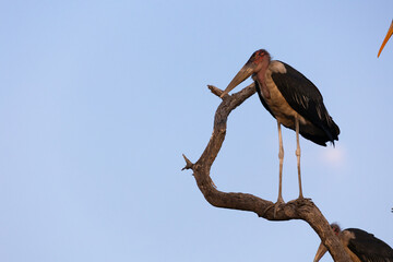 a marabou stork perched in a dead tree
