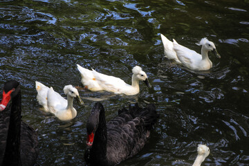 White and Black Ducks Swimming in a Pond