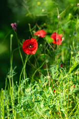 Obraz premium Close-up of blooming red poppy flower on green meadow with blurred background and bright sunlight. Concept of spring summer flora, poppy inspiration in nature, natural beauty in countryside