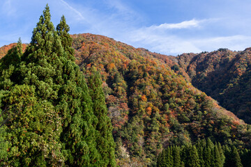 Vibrant autumn colors covering mountain slopes in Japan with contrast between evergreen cedar trees...