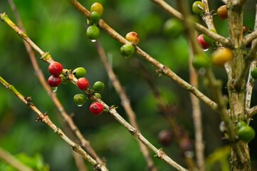 coffee plant with fruits in the Orosi valley in Costa Rica
