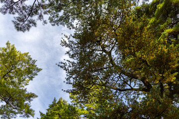 Looking upward through overlapping pine branches reveals a crown of textures and colors in...