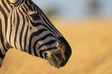 a zebra portrait close up