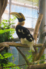 Rufous-necked Hornbill