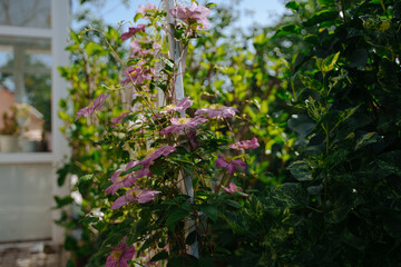 Flowering of clematis climbing on a wooden lattice.