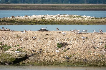 Black headed gull chroicoccephelus ridibundus with chicks on the oyster beds Hayling Island Hampshire England