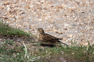 Skylark Alauda arvensis resting on the pebbles on a beach