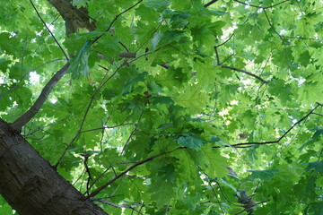 Blattwerk einer Roteiche (Quercus rubra) im Sommer