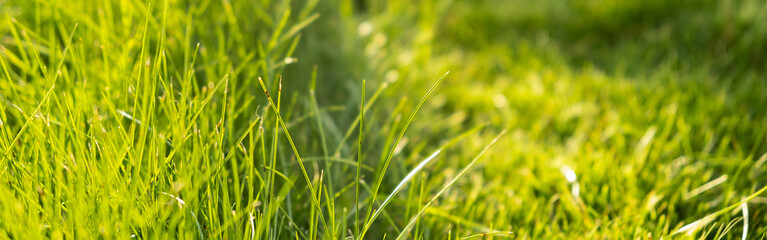 Green juicy grass on the lawn close-up at sunset. The border of the mown lawn.