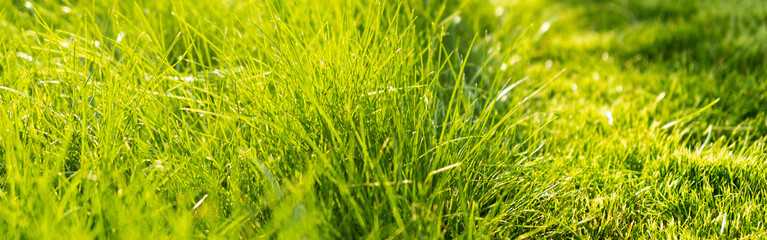 Green juicy grass on the lawn close-up at sunset. The border of the mown lawn.