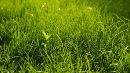 Green juicy grass on the lawn close-up at sunset. The border of the mown lawn.
