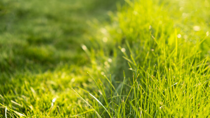 Green juicy grass on the lawn close-up at sunset. The border of the mown lawn.