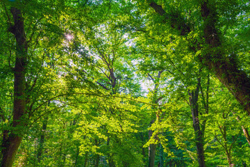 Bright green dense deciduous forest in summer