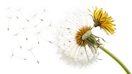 Dandelion though often considered a weed on white background PNG. AI GENERATED