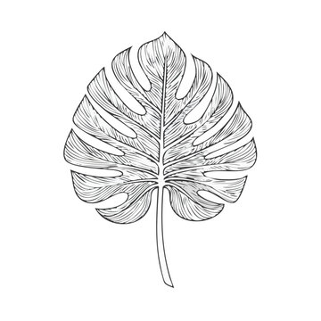 Fototapeta Elegant Monstera Leaf Illustration Isolated on Black Backdrop A Tropical Botanical Art Design for Prints and Backgrounds