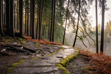 rustic forest path bordered by towering conifers, dense green vegetation
