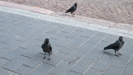 jackdaws on the street