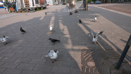 gulls and jackdaws in the city