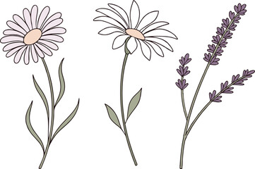 Daisy Flower Illustration Design. Hand Drawn Daisy Flower Art. Beautiful Daisy Blossom Drawing. Elegant Daisy Flower Composition. Colorful Daisy Floral Artwork. Flat Style Daisy Flower Design