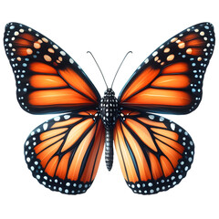 Fototapeta premium watercolor of a single monarch butterfly. Detailed orange and black wings with delicate white spots. Wings spread in full symmetry