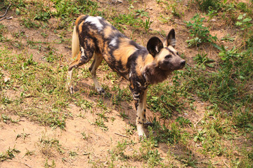 African Wild Dog in a Natural Habitat