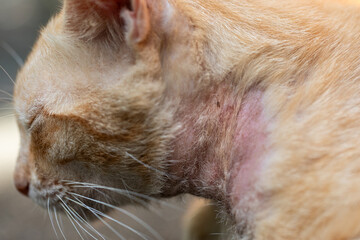 Stray Cat with Visible Sarcoptic Mange and Hair Loss on Neck Due to Notoedres Infestation
