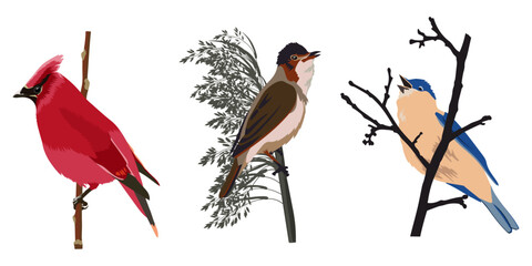Colorful birds on branches. Vector illustration	
