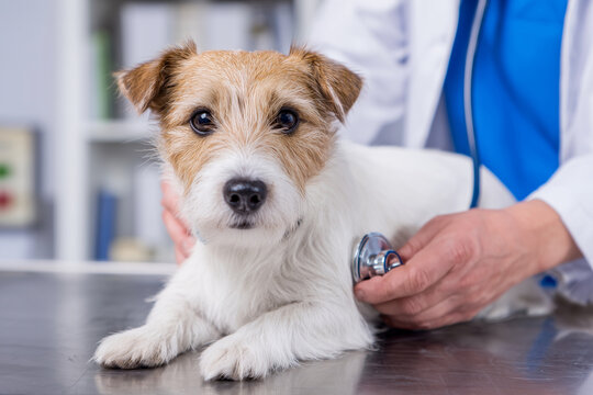 A small dog is being examined by a veterinarian. The dog is wearing a stethoscope and he is in a hospital setting - Powered by Adobe
