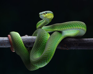 This Trimeresurus albolabris, or white-lipped pit viper, displays striking emerald green scales and...