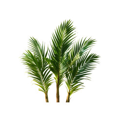 Lush Green Palm Fronds on Transparent Background - Tropical Plant Clipping Path
