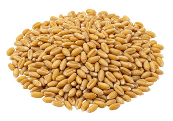 Isolated Pile of Golden Wheat Grains