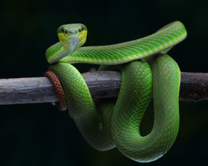 This Trimeresurus albolabris, or white-lipped pit viper, displays striking emerald green scales and...