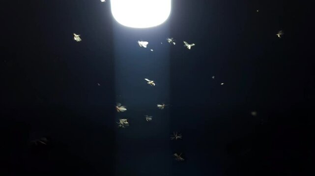 Creepy swarm of flying insects and glowing yellow fireflies near an LED light create a haunting overlay against the dark night&mdash;perfect for real insect wildlife scenes or spooky Halloween backgrounds.