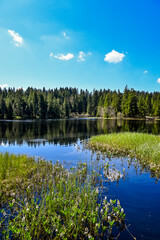 étang de la gruère, la gruère, See, Moorsee, Moor, Weiher, Hochmoor, Wanderweg, Spiegelung, Wasserpflanzen, Wald, Waldweg, Wasserpflanzen, Torfmoos, Jura, Naturschutz, Frühling, Sommer, Schweiz