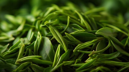 Fresh green tea leaves harvested in a serene garden setting during the morning hours