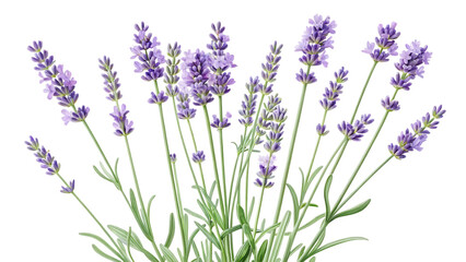 Naklejka premium Portugal lavender lavandula spica isolated on white background PNG. AI GENERATED