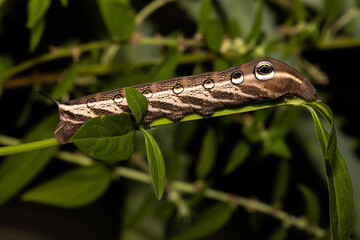 Brown Caterpillar with Large Spots that look like eyes