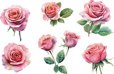Fototapeta premium set of roses isolated on white