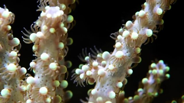 Closeup of Euphyllia Coral, Stunning Polyp Detail, Vibrant Colors, Aquatic Life, Reef Ecosystem,