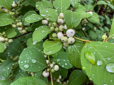 Flueggea suffruticosa, Flueggea Virosa Showing white fruits on tree in Indian jungle.