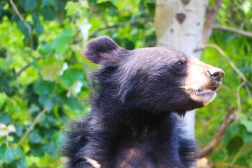 Asiatic Black Bear Profile