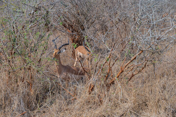 Impalas auch Schwarzfersenantilope oder Schwarznasenimpala genannt, im Busch vom Krüger National...